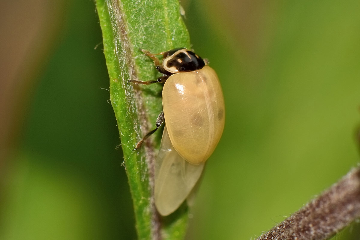 Metamorfosi di Hippodamia variegata, Coccinellidae